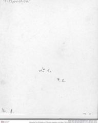 Historisches Foto (Rückseite) von Pithonoton marginarum (von Meyer, 1842) (NHMW-AFW-GEO-BACHMAYER-FOTO-1990-0041-0001b)